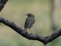 Erithacus rubecula 90, Roodborst, Saxifraga-Luuk Vermeer