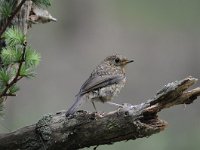 Erithacus rubecula 97, Roodborst, Saxifraga-Luuk Vermeer