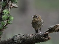 Erithacus rubecula 98, Roodborst, Saxifraga-Luuk Vermeer