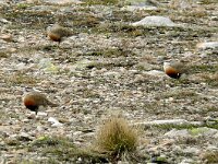 Eudromias morinellus 15, Morinelplevier, Saxifraga-Hans Grotenhuis