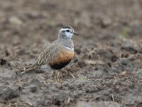 Eudromias morinellus 9, Morinelplevier, Saxifraga-Luc Hoogenstein