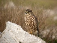 Falco columbarius 1, Smelleken, Saxifraga-Peter Meininger