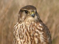 Falco columbarius 2, Smelleken, Saxifraga-Peter Meininger