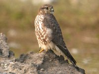 Falco columbarius 3, Smelleken, Saxifraga-Peter Meininger