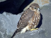 Falco columbarius 4, Smelleken, Saxifraga-Peter Meininger