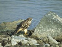 Falco columbarius 6, Smelleken, Saxifraga-Piet Munsterman