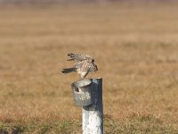 Falco columbarius 7, Smelleken, Saxifraga-Martin Mollet