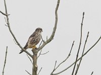 Falco columbarius 8, Smelleken, female, Saxifraga-Martin Mollet