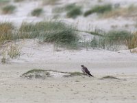 Falco columbarius 9, Smelleken, Saxifraga-Mark Zekhuis