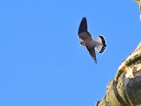 Falco naumanni 33, Kleine torenvalk, Saxifraga-Tom Heijnen