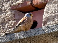 Falco naumanni 71, Kleine torenvalk, Saxifraga-Bart Vastenhouw