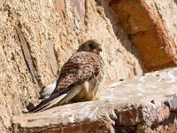 Falco naumanni 72, Kleine torenvalk, Saxifraga-Bart Vastenhouw