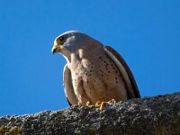 Falco naumanni 73, Kleine torenvalk, Saxifraga-Bart Vastenhouw
