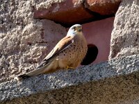 Falco naumanni 80, Kleine torenvalk, Saxifraga-Bart Vastenhouw