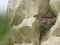 Falco peregrinus 52, Slechtvalk, Saxifraga-Mark Zekhuis