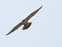 Falco peregrinus 54, Slechtvalk, Saxifraga-Mark Zekhuis