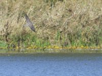 Falco peregrinus 78, Slechtvalk, Saxifraga-Tom Heijnen