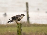 Falco peregrinus 83, Slechtvalk, Saxifraga-Bart Vastenhouw