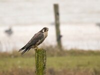 Falco peregrinus 87, Slechtvalk, Saxifraga-Bart Vastenhouw