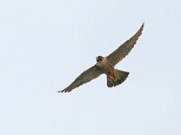 Falco peregrinus 89, Slechtvalk, Saxifraga-Mark Zekhuis