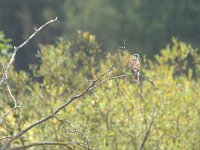 Falco sparverius 10, Amerikaanse torenvalk, adult, Saxifraga-Theo Verstrael