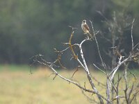 Falco sparverius 11, Amerikaanse torenvalk, adult, Saxifraga-Theo Verstrael