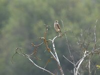 Falco sparverius 12, Amerikaanse torenvalk, adult, Saxifraga-Theo Verstrael