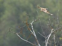 Falco sparverius 8, Amerikaanse torenvalk, adult, Saxifraga-Theo Verstrael