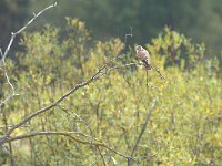 Falco sparverius 9, Amerikaanse torenvalk, adult, Saxifraga-Theo Verstrael