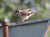 Falco sparverius 1, Amerikaanse torenvalk, female, Saxifraga-Martin Mollet