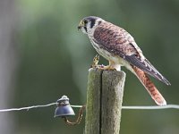 Falco sparverius 2, Amerikaanse torenvalk, female, Saxifraga-Martin Mollet