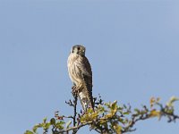 Falco sparverius 3, Amerikaanse torenvalk, female, Saxifraga-Martin Mollet