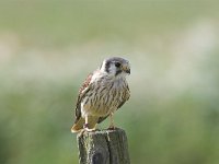 Falco sparverius 4, Amerikaanse torenvalk, female, Saxifraga-Martin Mollet