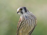 Falco sparverius 5, Amerikaanse torenvalk, female, Saxifraga-Martin Mollet