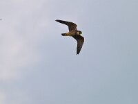 Falco subbuteo 40, Boomvalk, Saxifraga-Tom Heijnen