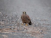 Falco tinnunculus 104,Torenvalk, Saxifraga-Luuk Vermeer