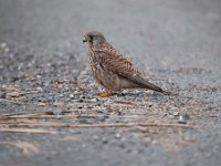 Falco tinnunculus 105,Torenvalk, Saxifraga-Luuk Vermeer