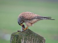 Falco tinnunculus 113,Torenvalk, Saxifraga-Luuk Vermeer