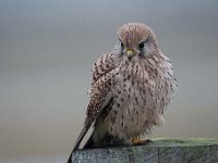 Falco tinnunculus 134,Torenvalk, Saxifraga-Luuk Vermeer