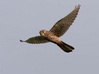 Falco tinnunculus 135,Torenvalk, Saxifraga-Luuk Vermeer