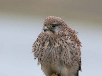 Falco tinnunculus 144,Torenvalk, Saxifraga-Luuk Vermeer