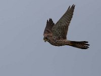 Falco tinnunculus 157,Torenvalk, Saxifraga-Luuk Vermeer