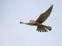 Falco tinnunculus 162,Torenvalk, Saxifraga-Luuk Vermeer