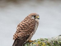 Falco tinnunculus 173,Torenvalk, Saxifraga-Luuk Vermeer