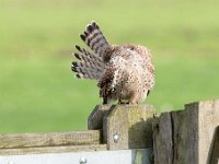 Falco tinnunculus 186,Torenvalk, Saxifraga-Luuk Vermeer