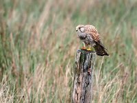 Falco tinnunculus 195, Torenvalk, Saxifraga-Hans Dekker