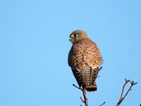 Falco tinnunculus 205,Torenvalk, Saxifraga-Hans Dekker