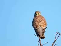 Falco tinnunculus 206,Torenvalk, Saxifraga-Hans Dekker