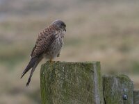 Falco tinnunculus 214, Torenvalk, Saxifraga-Jan Nijendijk.tiff