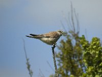 Falco tinnunculus 1, Torenvalk, female, Saxifraga-Marijke Verhagen